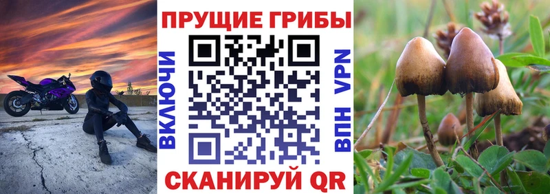 Купить закладки  Сарапул  Псилоцибиновые грибы мицелий 