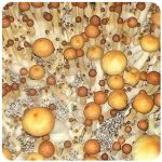 Псилоцибиновые (галлюциногенные)  грибы Psilocybin "Golden Teacher" в Сарапуле